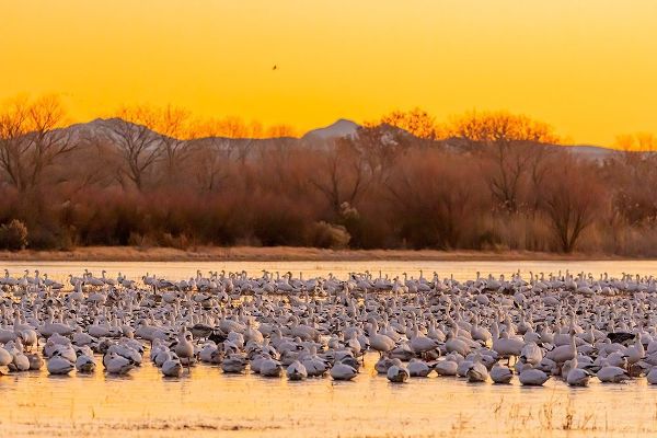 New Mexico-Bosque del Apache National Wildlife Reserve Snow geese on ice at sunrise